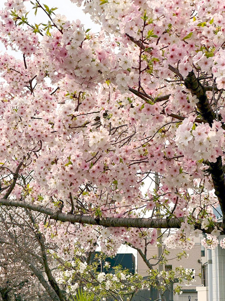 日々のこと写真