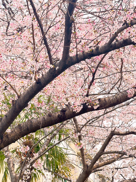 日々のこと写真